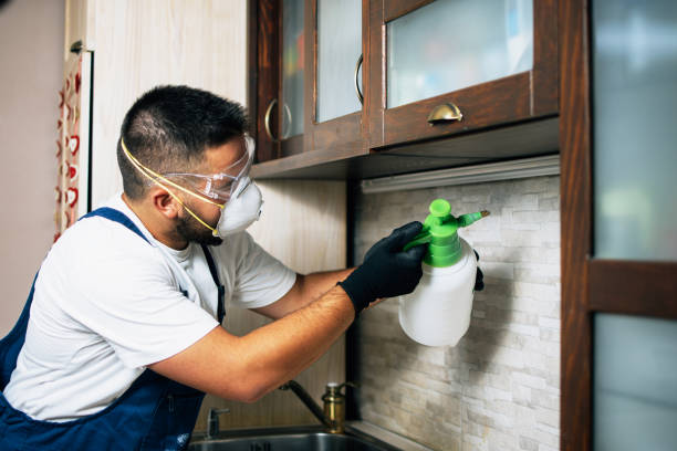 Reliable San Bernardino, CA Pest Control Solutions