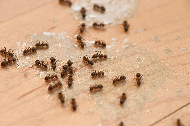 Best Residential Pest Control  in San Bernardino, CA